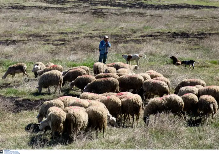 ΟΠΕΚΕΠΕ: «Τα ζώα δεν χωρούσαν στα χωράφια» – Η παραδοχή της Neuropublic