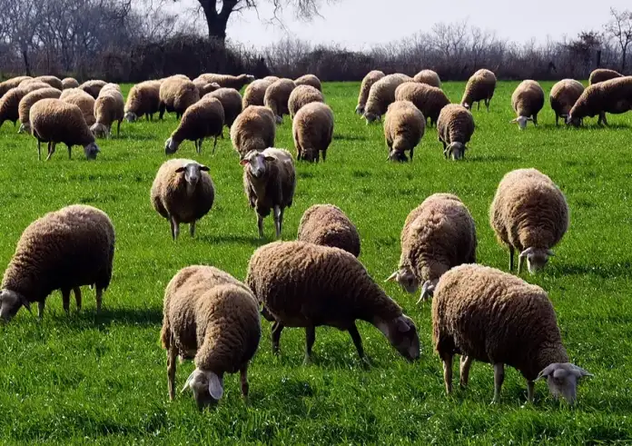 Ευλογιά αιγοπροβάτων: Μαζικές θανατώσεις, αλλά η παραγωγή γάλακτος αυξάνεται – Σοβαρές καταγγελίες