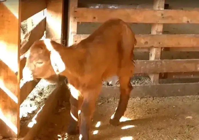 Σοκ στην Ηλεία: Πέταξαν ζωντανή και ακρωτηριασμένη κατσίκα στο φράγμα του Αλφειού