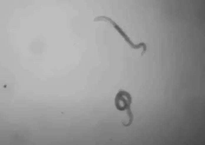 Σκουλήκι παγωμένο για 46.000 χρόνια επανήλθε στη ζωή και άρχισε να γεννάει παιδιά