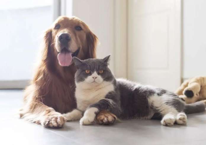 Κατοικίδια: Η υπεύθυνη συμβίωση με τα ζώα συντροφιάς - Η σωστή φροντίδα