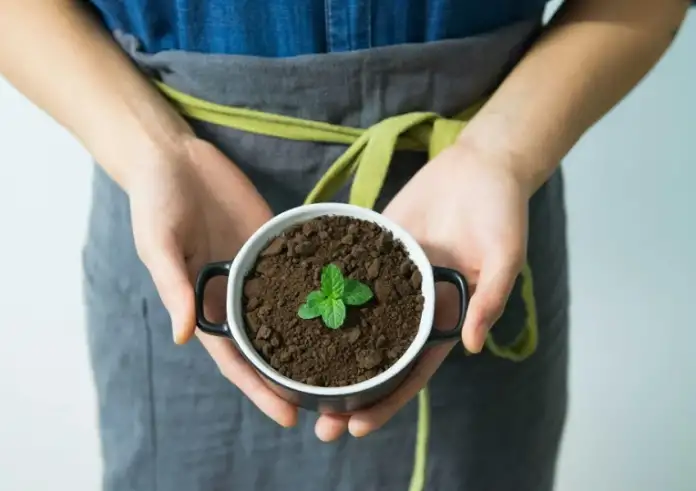 Το καλύτερο βότανο για τον στομαχόπονο, τη ναυτία και τη δυσπεψία