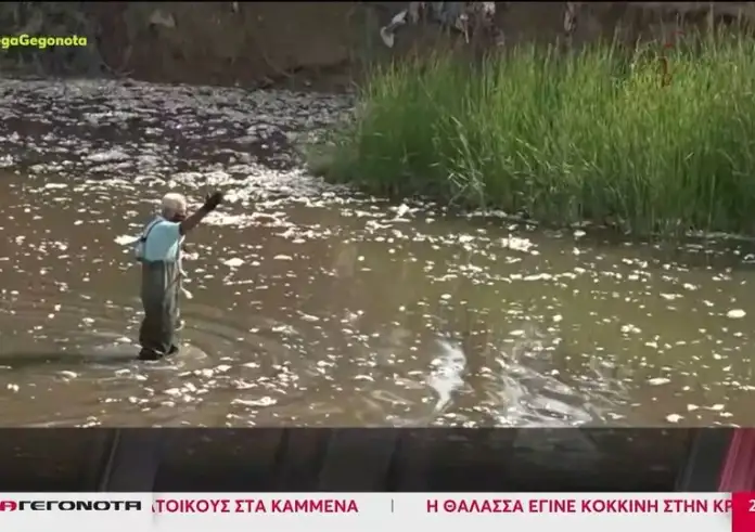 Βόλος: Δραματική η κατάσταση με τα νεκρά ψάρια - Αφόρητη η δυσοσμία