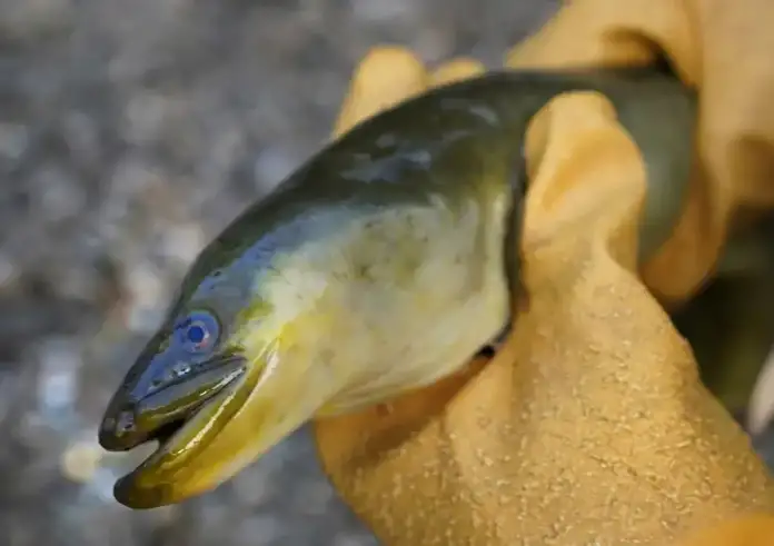 Αφαίρεσαν ζωντανό χέλι 30 εκατοστών από την κοιλιά άνδρα