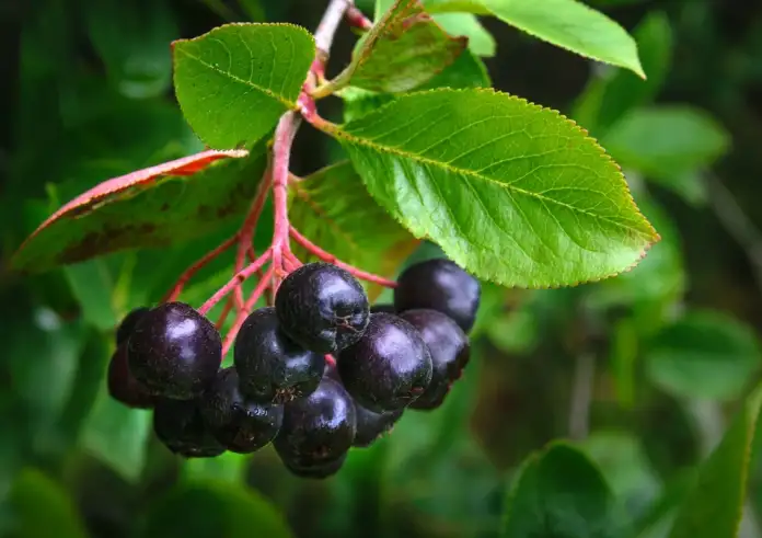 Το φρούτο - «μαύρος χρυσός» - που ρυθμίζει το σάκχαρο και την αρτηριακή πίεση