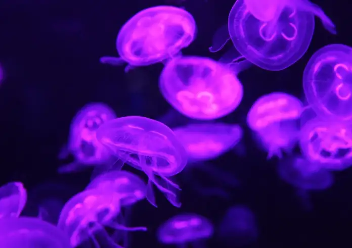 Μωβ μέδουσες στην Ελλάδα: Πού υπάρχει έξαρση τώρα