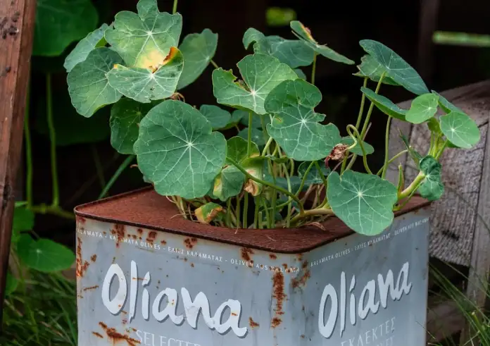 Αυτό το λαχανικό είναι το πιο θρεπτικό στον κόσμο, αλλά σχεδόν κανείς δεν το καταναλώνει