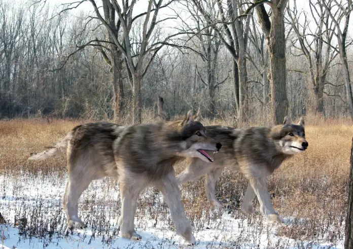 Εισαγγελέας: «Μαζέψτε τους λύκους από την Πάρνηθα» - Η εντολή δόθηκε για να προστατευθεί το κόκκινο ελάφι