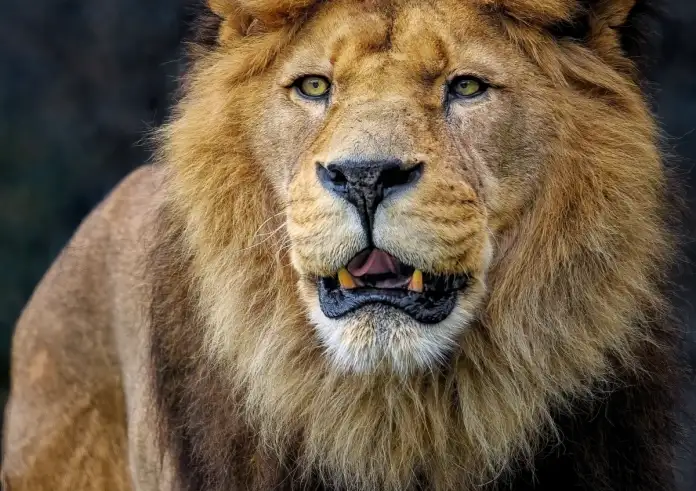 Αυστραλία: Έχασε το χέρι της γυναίκα από λιοντάρι σε ζωολογικό κήπο – Είναι αδελφή της ιδιοκτήτριας