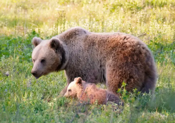 Δράμα: Βαρβαρότητα χωρίς προηγούμενο – Νεαρή αρκούδα βρέθηκε νεκρή και αποκεφαλισμένη σε ορεινή περιοχή