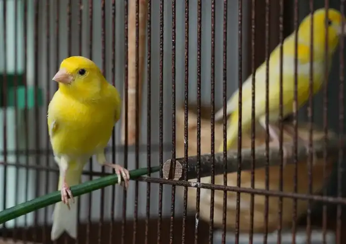 Λαμία: Σταμάτησε να κελαηδάει το καναρίνι και αυτό που βρήκαν στο κλουβί του τους σόκαρε