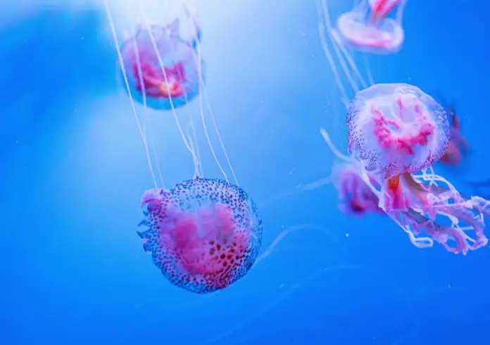 Μωβ μέδουσες «χτύπησαν» σε παραλία στη Χαλκίδα – Τα φρικτά σημάδια που αφήνουν