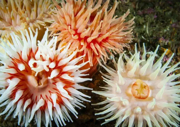 Χανιά: Στο νοσοκομείο δύο παιδιά έπειτα από τσίμπημα θαλάσσιας ανεμώνης