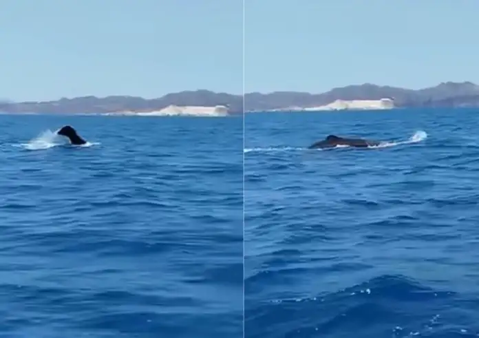Κυκλάδες: Ψαράς κατέγραψε φυσητήρα να κολυμπά μεταξύ Σίφνου - Κιμώλου