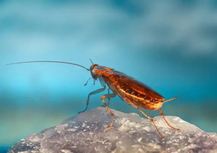 Γάλα κατσαρίδας: Αηδιαστικό ή σούπερ τροφή του μέλλοντος;