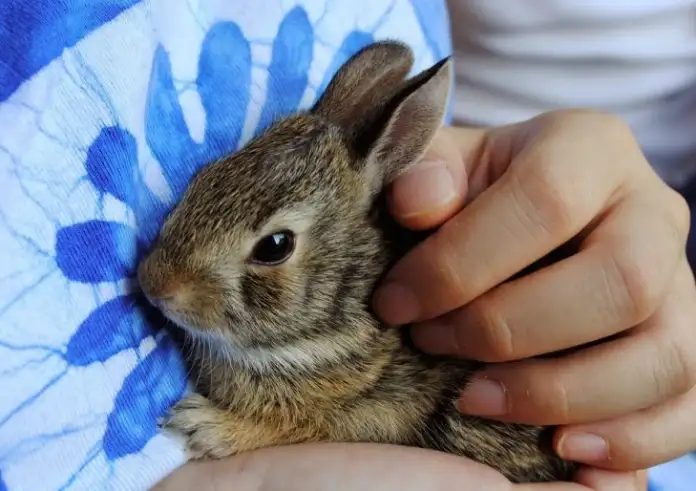Και ξαφνικά γέμισε η Αθήνα με κουνέλια