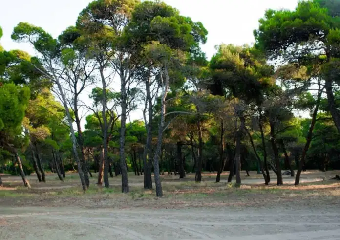Εθνικό Πάρκο Σχινιά: 13 αυθαίρετες βίλες ξεφύτρωσαν μέσα σε μία νύχτα 20 μέτρα από τη θάλασσα