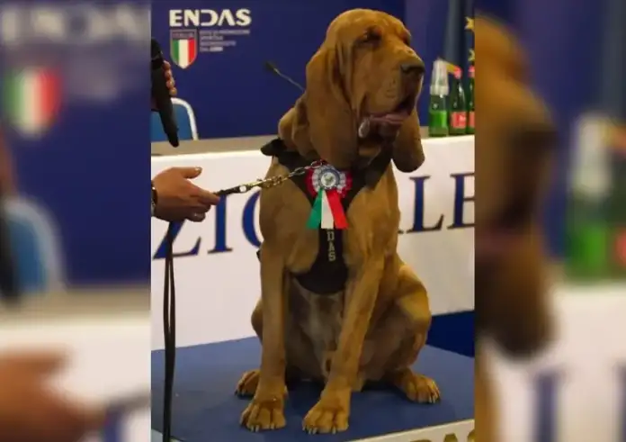 Σκύλος «ήρωας» έφαγε λουκάνικα γεμάτα καρφιά και πέθανε