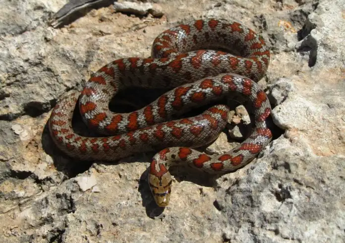 Αλόννησος: Οχιά δάγκωσε τουρίστρια στην παραλία – Στο νοσοκομείο η 78χρονη