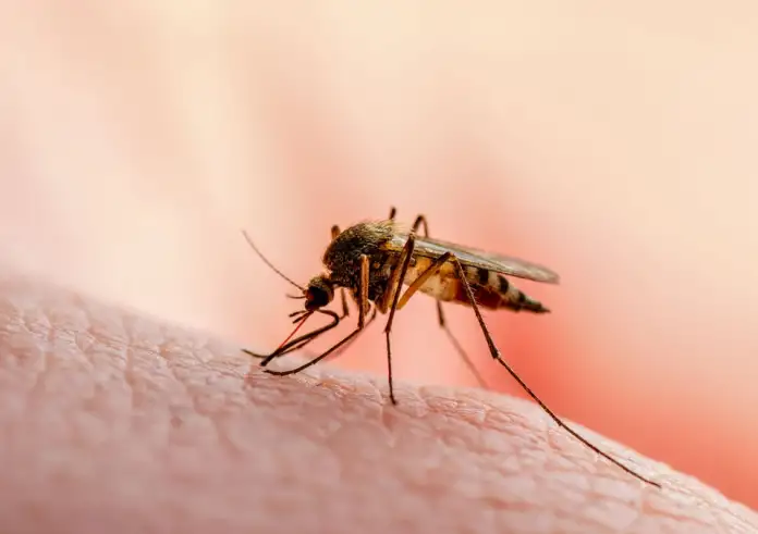 Ιός Δυτικού Νείλου: 17 κρούσματα στην Ελλάδα – 14 με σοβαρές νευρολογικές επιπλοκές, κανένας θάνατος