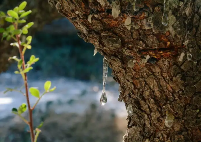 Χίος: Kάηκαν 12.000 μαστιχόδεντρα – «Χρειάζονται 5 χρόνια για να επανέλθουν»