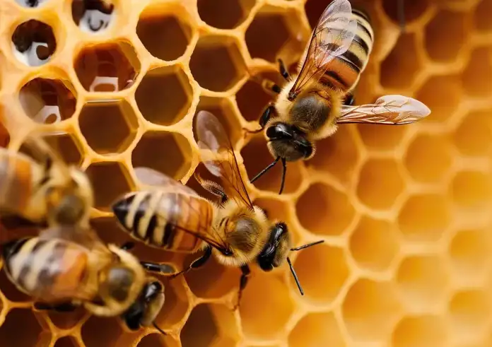 Απίστευτο περιστατικό σε πόλη της Γαλλίας: 24 τραυματίες από επίθεση μελισσών, οι τρεις σοβαρά