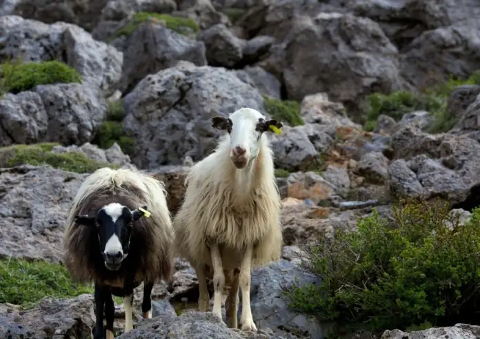 ΟΠΕΚΕΠΕ: Ζευγάρι από τη Θεσσαλία με «μαϊμού» ζώα και πλαστές αιτήσεις στο στόχαστρο της Ευρωπαϊκής Εισαγγελίας