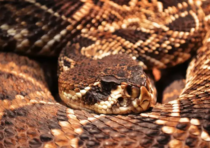 Τραγωδία στο Τενεσί: Πεζοπόρος πέθανε μετά από δάγκωμα φιδιού που προσπάθησε να πιάσει