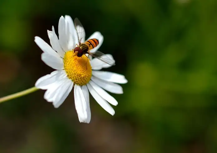 Πρώτες βοήθειες για τσίμπημα από μέλισσα ή κουνούπι: Προστατέψτε το σώμα και την ηρεμία σας άμεσα
