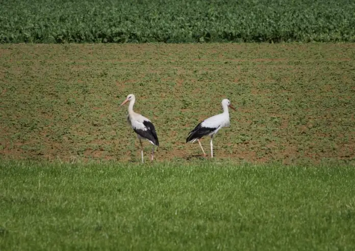 Μύκονος: Γέμισε με εκατοντάδες λευκούς πελαργούς – Εντυπωσιακές εικόνες