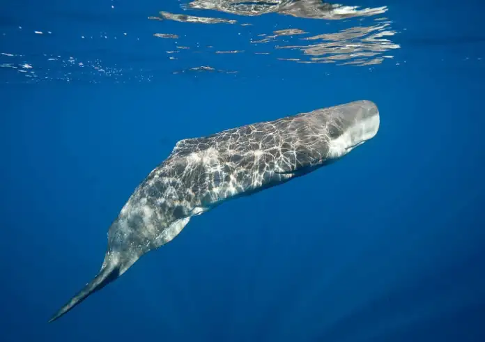 Μοναδικό θέαμα στην Τάφρο της Ικαρίας: Φάλαινες φυσητήρες σε βαθιά κατάδυση