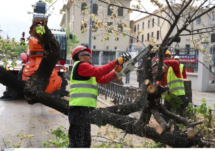 Θεσσαλονίκη: Γρονθοκόπησε δημοτικό υπάλληλο επειδή έκοψε δέντρο που είχε φυτέψει – Συνελήφθη 34χρονος