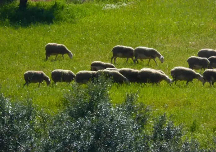 Συναγερμός για τις τιμές σε κρέας, γάλα και φέτα – Πώς η ευλογιά στα αιγοπρόβατα «φουντώνει» την ακρίβεια