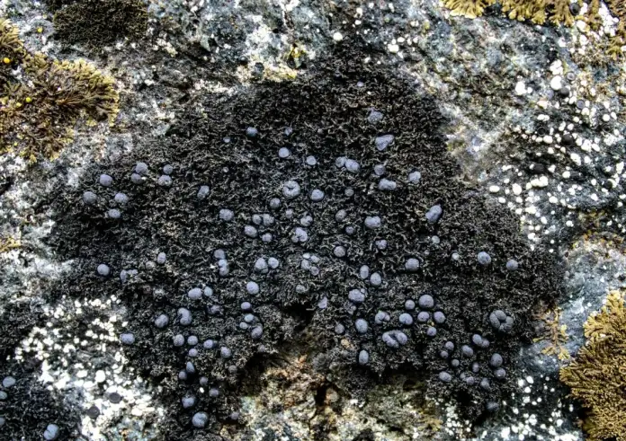 Μαύρη μούχλα: Συμπτώματα και κίνδυνοι για την υγεία