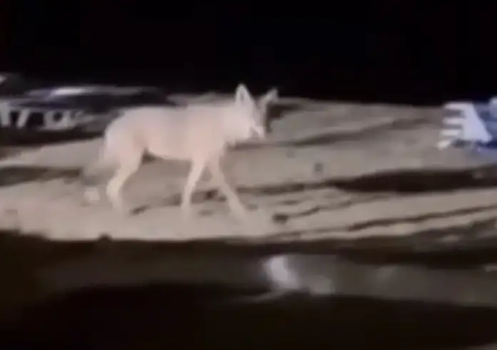 Σοκ στη Χαλκιδική: Έντονη ανησυχία μετά το σοκαριστικό περιστατικό επίθεσης λύκου