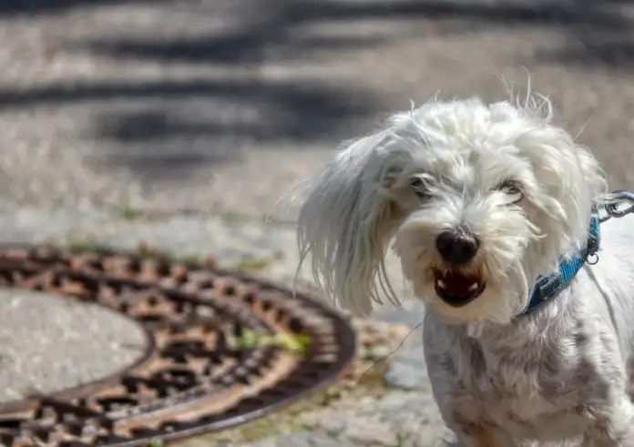 Φόρος στα σκυλιά;  100 ευρώ τον χρόνο για κάθε κατοικίδιο