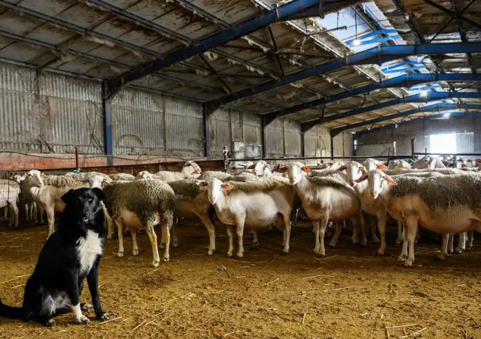 Κεντρική Μακεδονία: 57.000 αιγοπρόβατα θανατώθηκαν – Κρούσματα ευλογιάς σε 250 εκτροφές