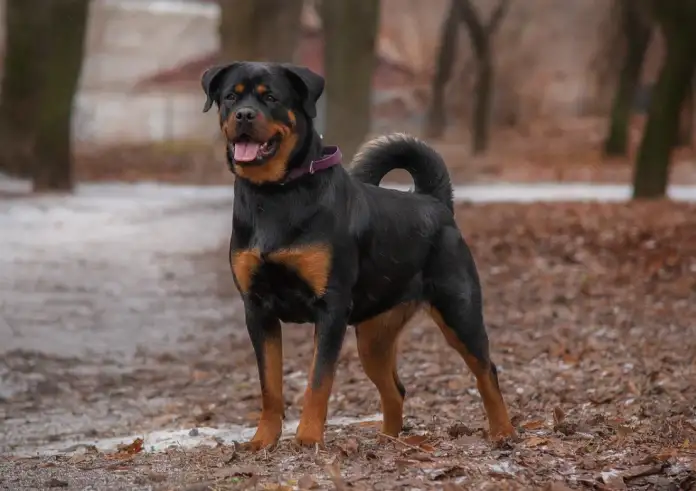 Καλαμάτα: Ροτβάιλερ επιτέθηκε σε 76χρονο – Αστυνομικός το πυροβόλησε για να αποτρέψει την τραγωδία