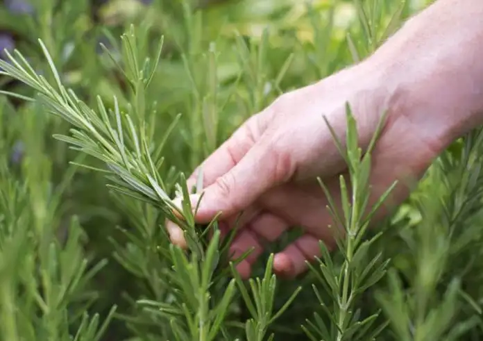 Θεσσαλονίκη: Συνταξιούχος συνελήφθη επειδή έκοψε… ένα κλωνάρι δενδρολίβανο
