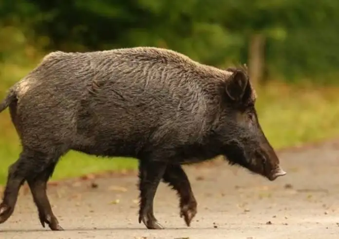 Τραγωδία στη Μάνη: 24χρονος έχασε τη ζωή του μετά από σύγκρουση με αγριογούρουνο