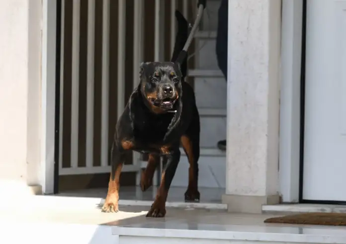 Καλαμάτα: Σε κρίσιμη κατάσταση ο 76χρονος μετά την επίθεση του Ροτβάιλερ -  Μεταφέρθηκε διασωληνωμένος στο ΚΑΤ