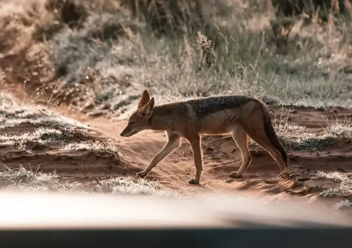 Χαλκιδική: Αγέλες τσακαλιών ουρλιάζουν δίπλα σε σπίτια – Ανησυχία από τους κατοίκους