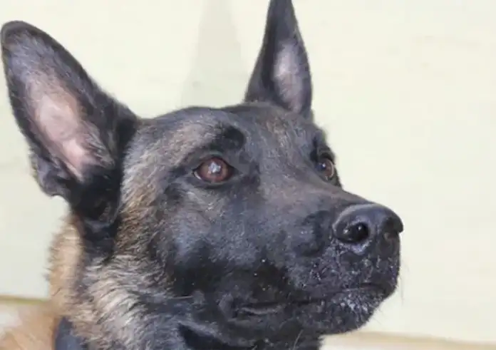 Νεκρός ο Echo, ο σκύλος ντεντέκτιβ της Anubis – Συγκίνηση και οργή για τον τετράποδο «ήρωα»