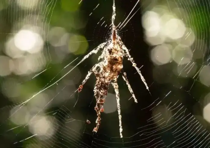 Αράχνες–μαίτρ της παραπλάνησης: Πώς δύο είδη δημιουργούν εντυπωσιακά «ομοιώματα» για να σωθούν από θηρευτές