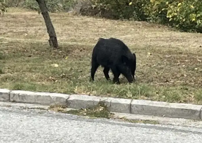 Θεσσαλονίκη: Αγριογούρουνο έκανε βόλτα στον Εύοσμο – Αστυνομικοί το καταδίωκαν στο κέντρο