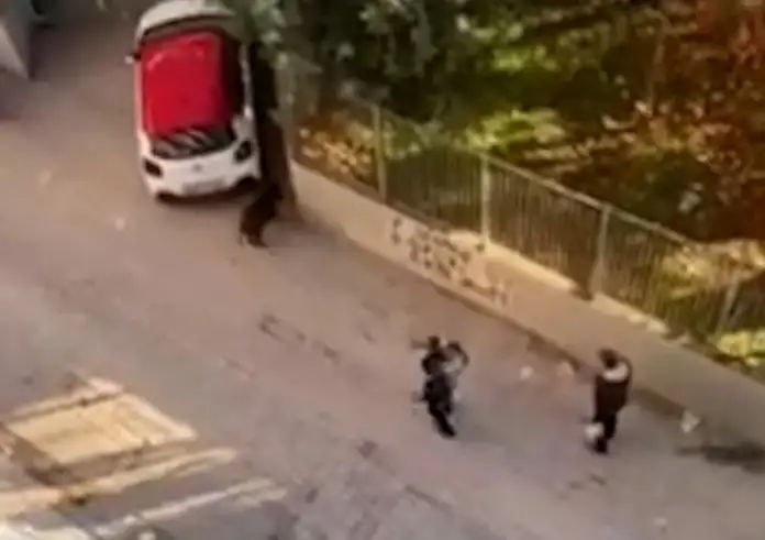 Θεσσαλονίκη: Αστυνομικοί καταδίωξαν αγριογούρουνο σε γειτονιά του Ευόσμου – Απίστευτες εικόνες σε βίντεο