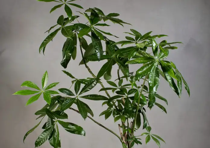 Αυτό είναι το φυτό της χρονιάς 2026: Η επιλογή που φέρνει τύχη και δεν θέλει κόπο