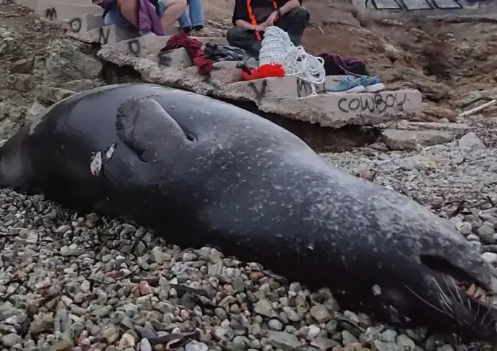 Σοκ στην Ανάβυσσο: Μεσογειακή φώκια βρέθηκε νεκρή από πυροβολισμό στο Μαύρο Λιθάρι