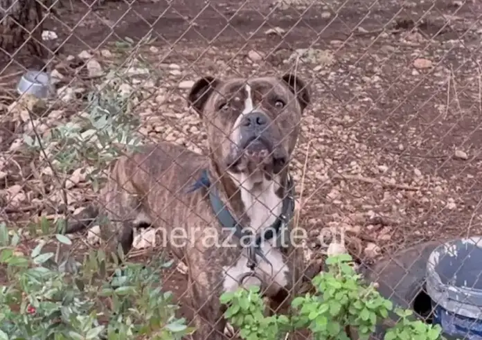 Συγκλονίζει ο πατέρας μετά την επίθεση του πίτμπουλ: Το παιδί μου με είδε, μου χαμογέλασε και πέθανε