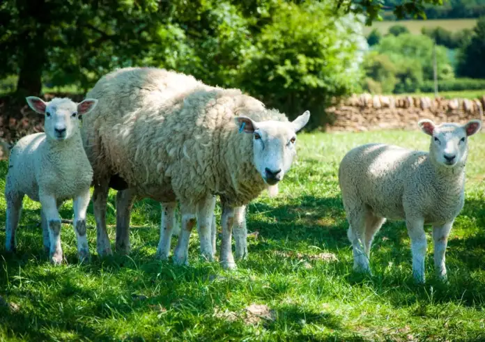 ΟΠΕΚΕΠΕ: Στην Ευρωπαϊκή Εισαγγελία 15 συλληφθέντες για τις «μαϊμού» επιδοτήσεις